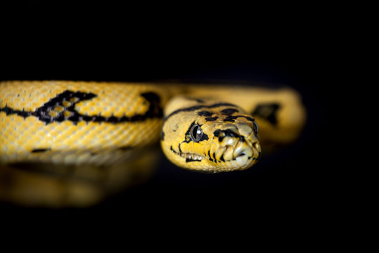 Jungle Jaguar Carpet Python on black