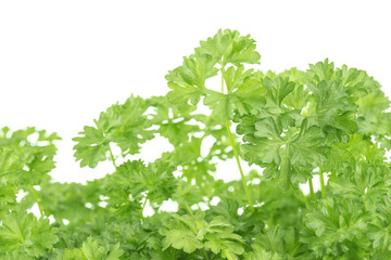 Parsley isolated on white