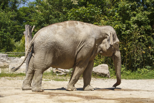 Asian Elephant, 2015