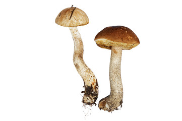 Boletus mushrooms isolated