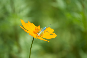El saltamontes listo para saltar de la flor.