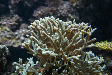 Colorful Submerged Plants, 2015