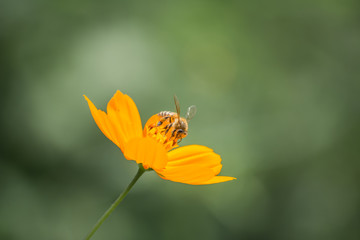 La abeja y la Margarita.