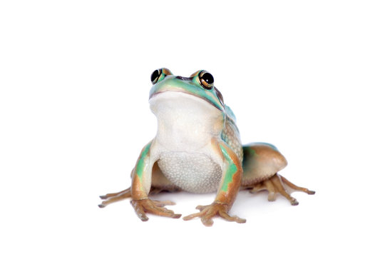 The green and golden bell frog on white