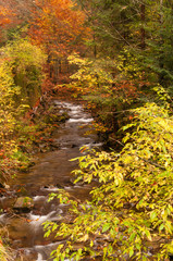 River in the autumn forest