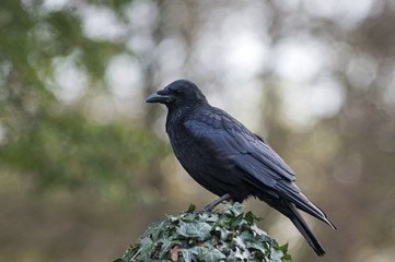 Rabenkrähe Adult