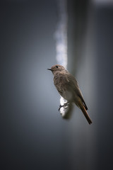 Redstart