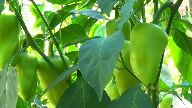Farmer field with ripe red and green pepper harvesting close yn slider.