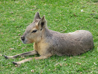 Fototapeta premium Mara patagónica