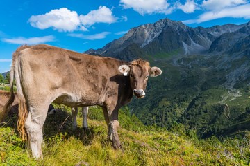 Fototapeta na wymiar Kuh im Oberbergtal Tirol
