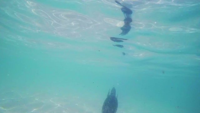 slow motion of a cormorant hunting underwater