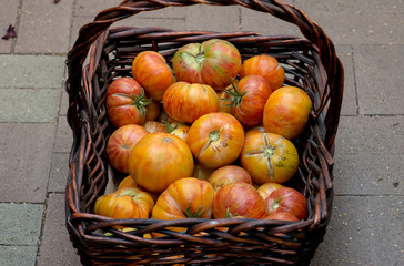 Basket with harvested tomatoes 