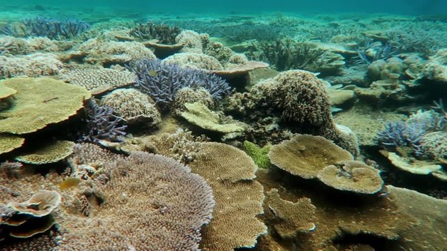 宮古島　八重干瀬の珊瑚礁