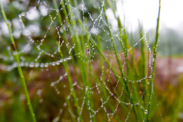 Toile d'araignée et rosée