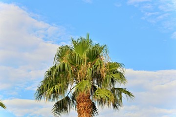 Fototapeta na wymiar Palm and a blue sky with few clouds
