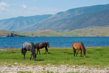 Fototapeta na wymiar horses in the nature