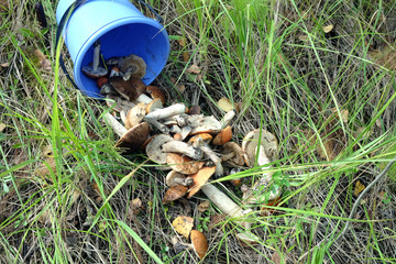 Edible mushrooms scattered from a blue bucket outdoor on a green grass