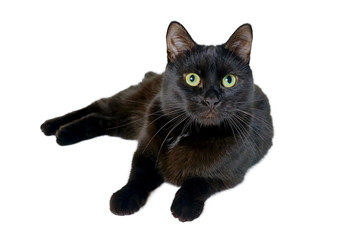 Black cat lies and looks at the camera isolated on white background