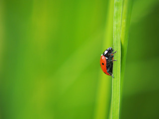 Ladybird on a blade of grass macro