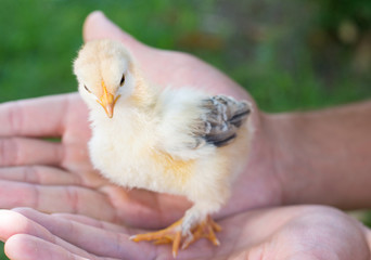 Baby chicken in persons hands
