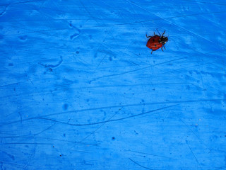 Ladybird on blue background