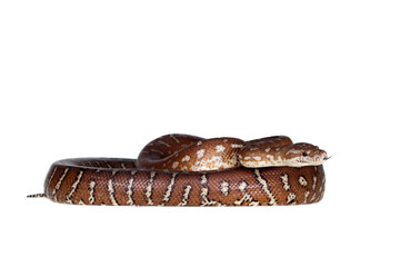 Fototapeta premium Centralian carpet python on white