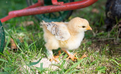 Baby chicken walking on grass