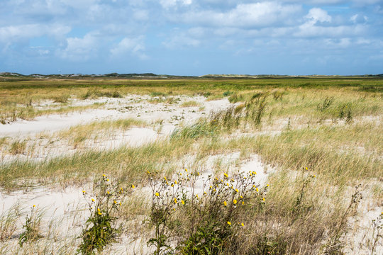 G&auml;nsedistel in den D&uuml;nen