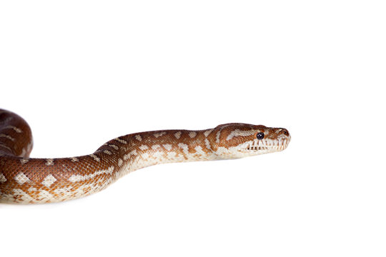 Centralian carpet python on white
