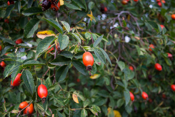 Плоды шиповника на фоне листьев