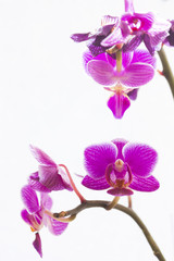 Orchidea fotografata su fondo chiaro