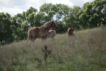 Naklejka na ściany i meble horse family on green grass - Polish landscape