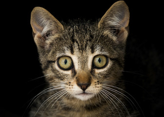 Gatti fotografati in primo piano