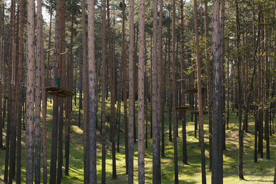 pine forest park