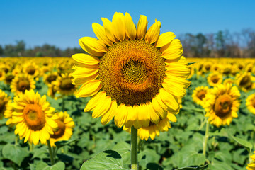 Fototapeta premium field of blooming sunflowers on a background sunset, sunflower harvest. Seasonal hay fever.