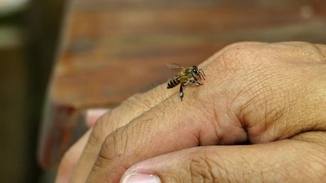 Bee fly down on a human hand. Slow motion. 