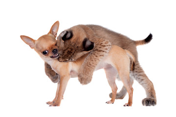 Eurasian Lynx cub with chiahuahua dog