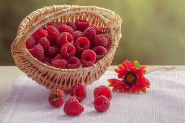 Raspberry in a basket on the windowsill. Basket on a white napkin. The flower is red coreopsis. Scattered 
raspberries. Late variety.