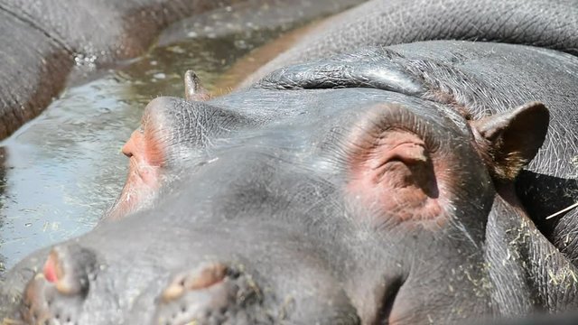 close up of a young hippopotamus in the water