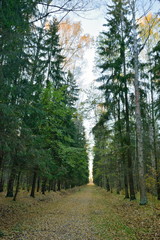 Fir alley in late autumn in the Park. Pavlovsk
