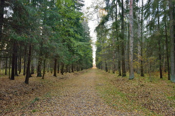 Obraz premium Fir alley in late autumn in the Park. Pavlovsk