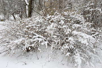 The frangipani tree covered with snow