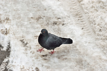 The dove stands on a snowy road