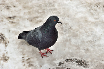 The dove stands on a snowy road