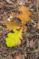 Three of fallen oak leaf on forest floor. Close-up.