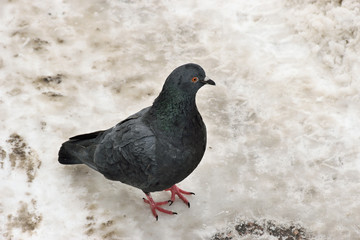 The dove stands on a snowy road