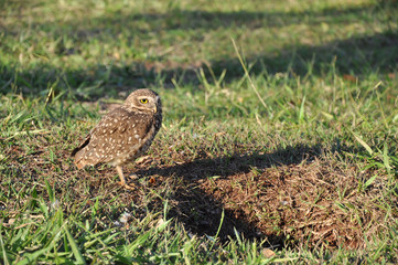 Owl looking ahead carefully with its nest hole in front of him. Grass background.