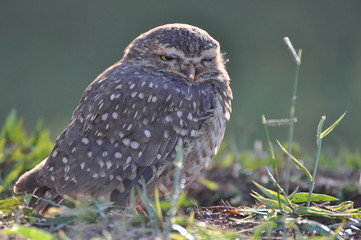 Owl shrunken looking forward