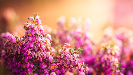 Pink Purple Heather