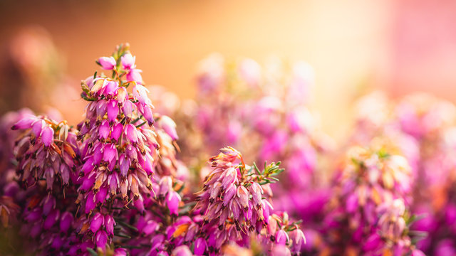 Fototapeta Pink Purple Heather